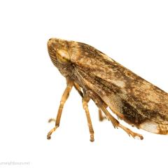 MYN Common Froghopper - Philaenus spumarius 